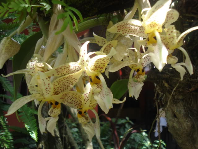 orquisdeacua064.jpg