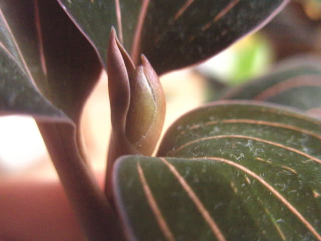 orquisforgday004.jpg
