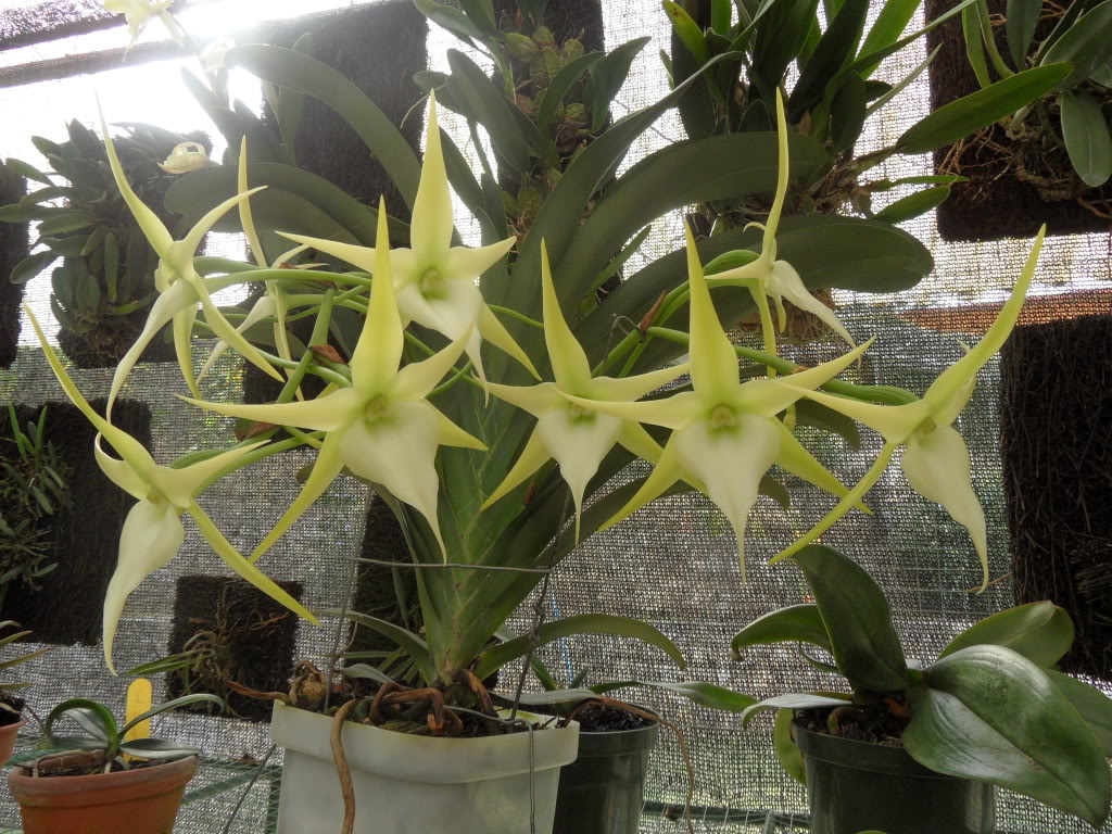 orquisss005.jpg