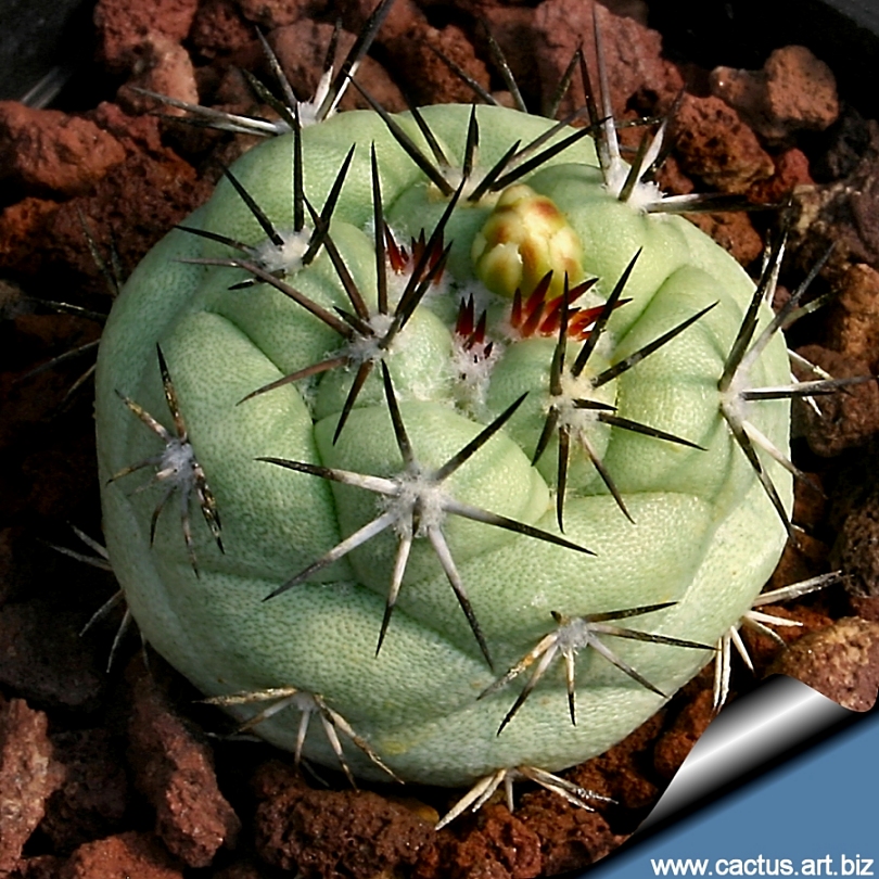 Ortegocactus_mcacdougalli_810.jpg