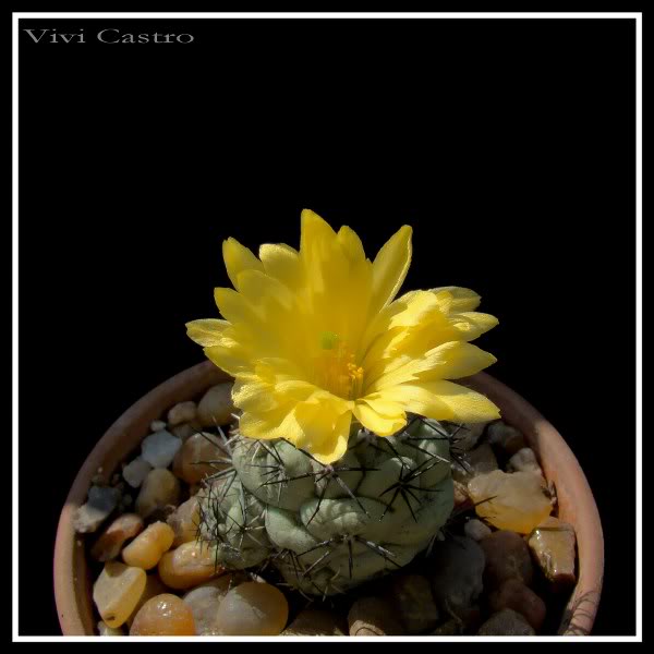 Ortegocactusmacdougallii4.jpg