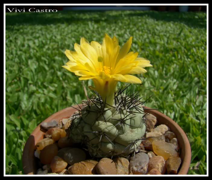 Ortegocactusmacdougallii7.jpg