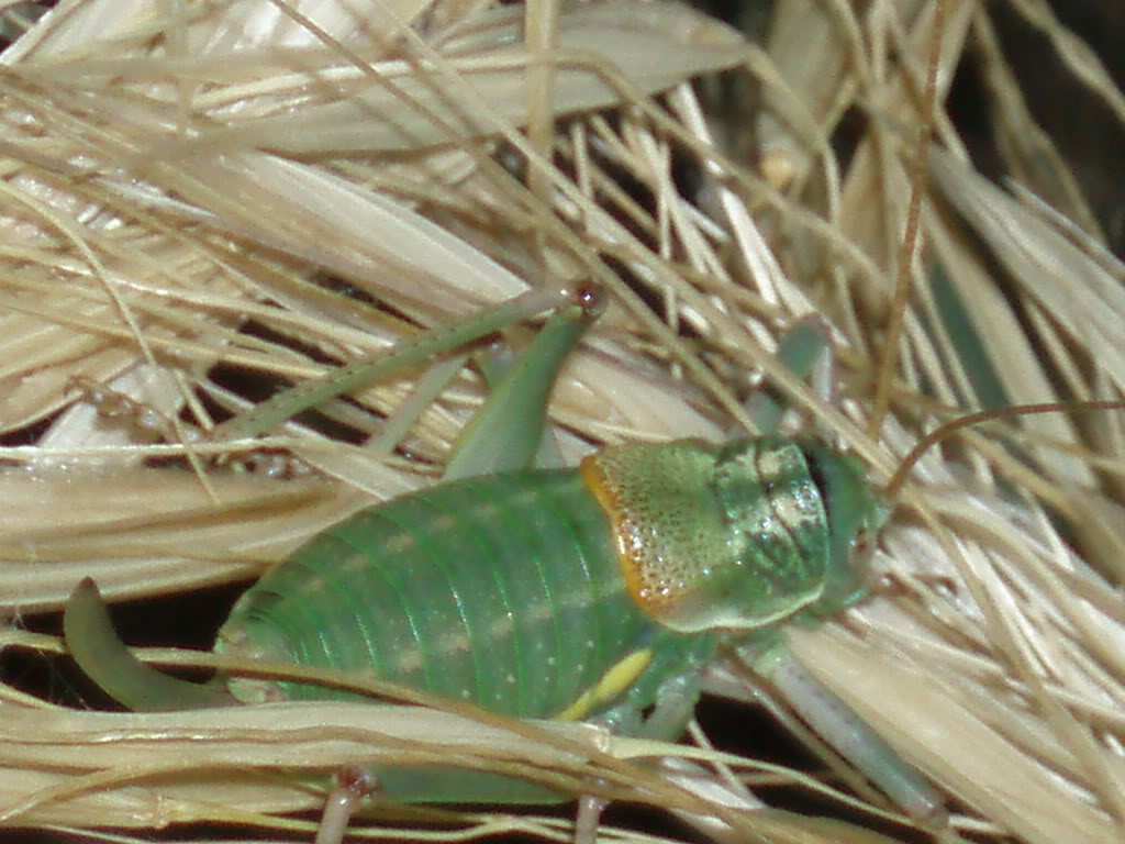 Orthoptera02.jpg