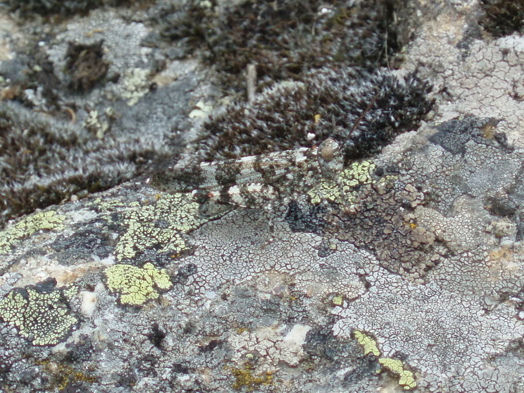 Orthoptera04.jpg