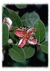 ortofeijoaA.JPG