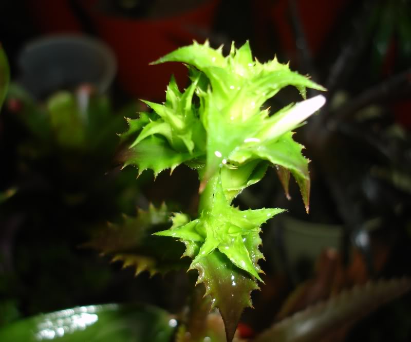 ortoflor.jpg