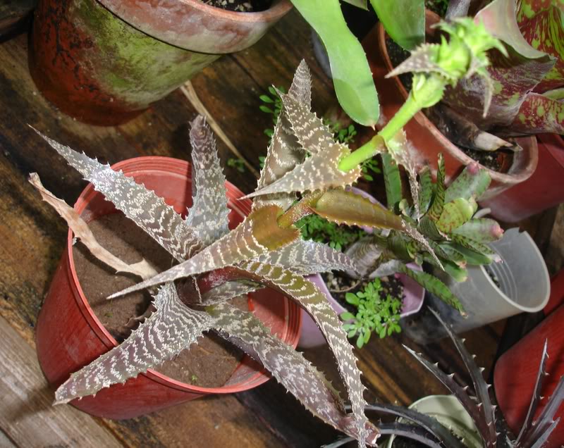 ortoplanta.jpg