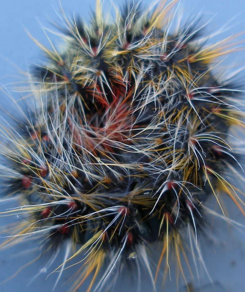 oruga2.jpg