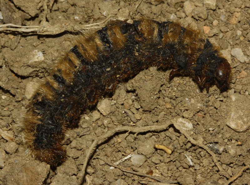 oruga_6004.jpg