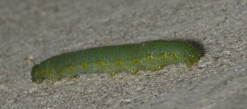 oruga_6280.jpg