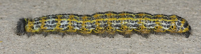 oruga_6340.jpg