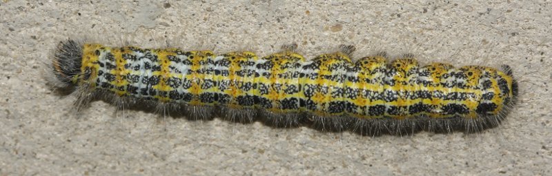oruga_6342.jpg
