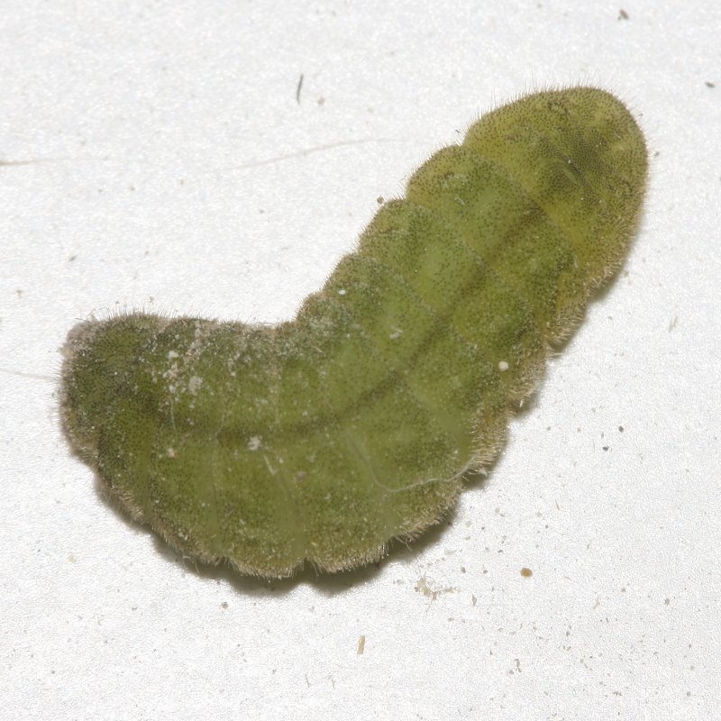 oruga_6412.jpg