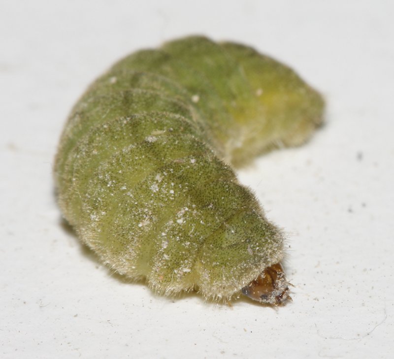 oruga_6415.jpg