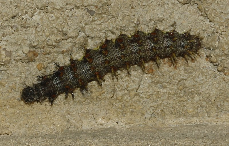 oruga_6432.jpg