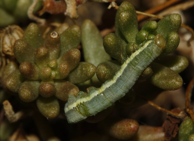 oruga_6729.jpg