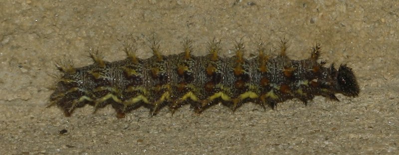 oruga_6853.jpg