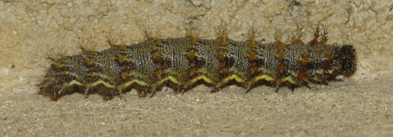 oruga_6855.jpg