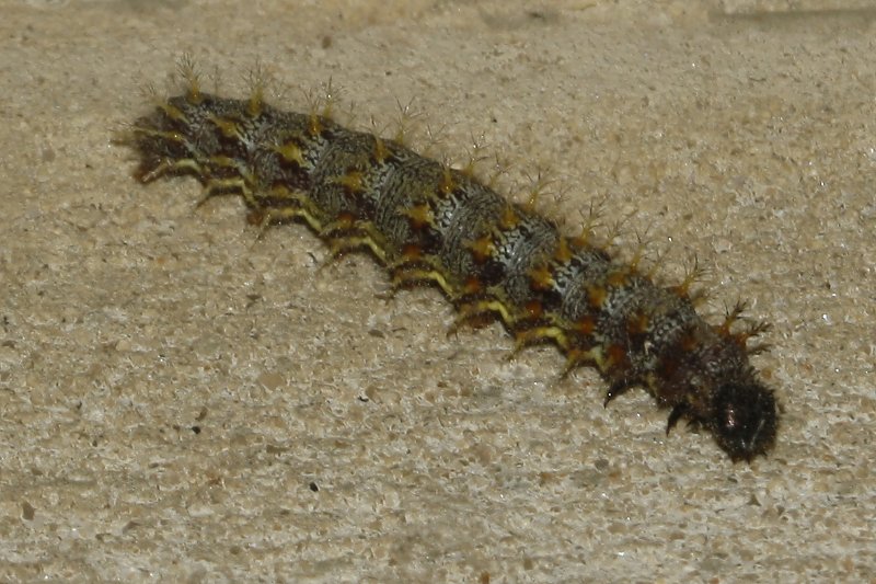 oruga_6857.jpg