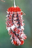 Oruga_Bandera_Arg_Magdaleana_199_th.jpg