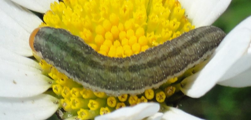 oruga_DSC01604.jpg