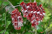 Oruga_MorphoCatenaira_RN_03Nov07_th.jpg