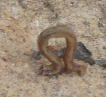 oruga_p1090444.jpg