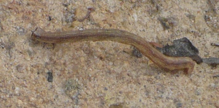 oruga_p1090445.jpg