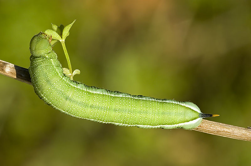 orugasphingidaemacroglo.jpg