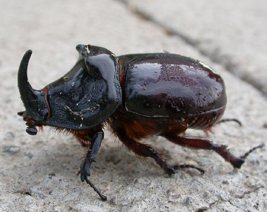 oryctes-nasicornis-escarabajo.JPG