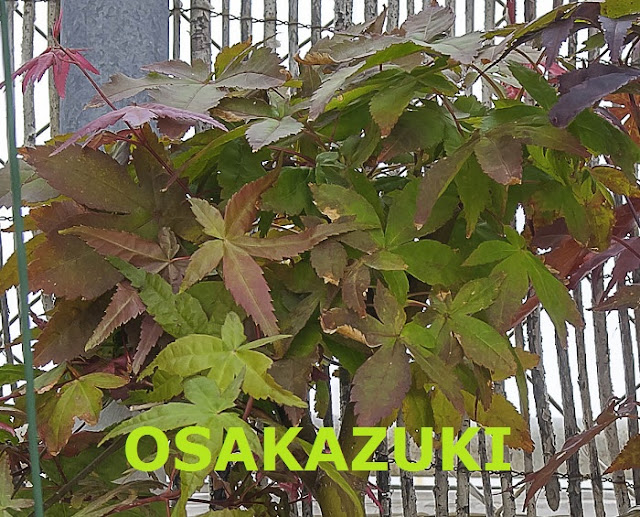 OSAKAZUKI.jpg