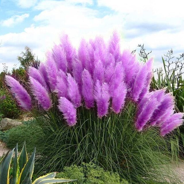 osas-Flores-de-semillas-Raras-P-rpura-Pampas-Hierba-Jard-n-de-plantas-Flores-Cortaderia-Selloana.jpg