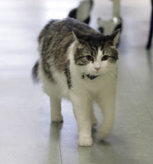 oscar-cat.jpg