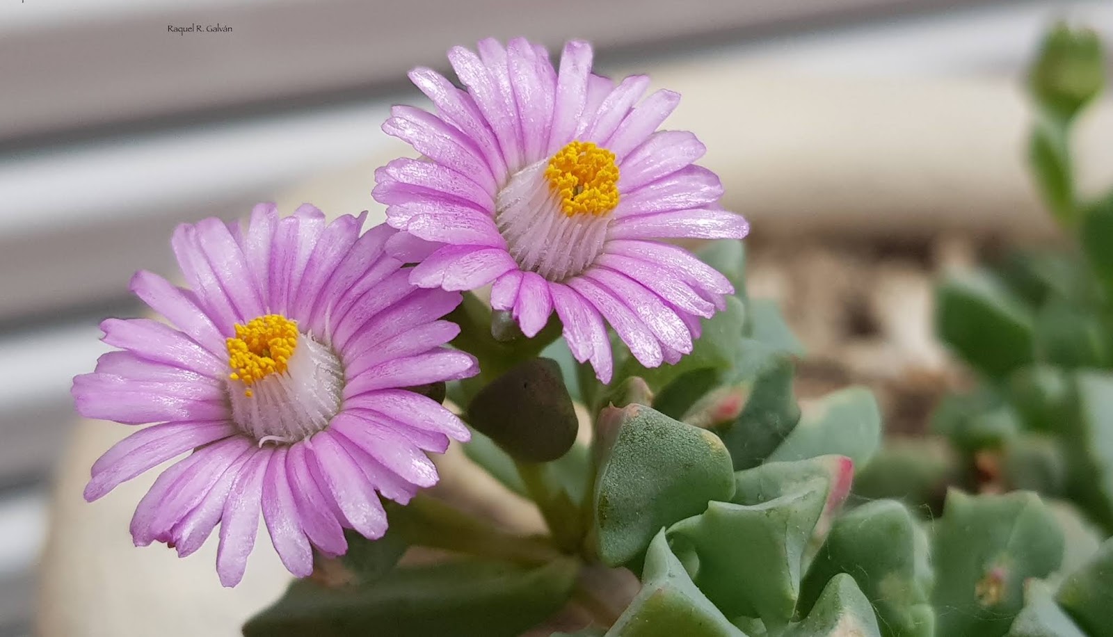 Oscularia%2Bdeltoides%2Bflores%2Bcerca.jpg