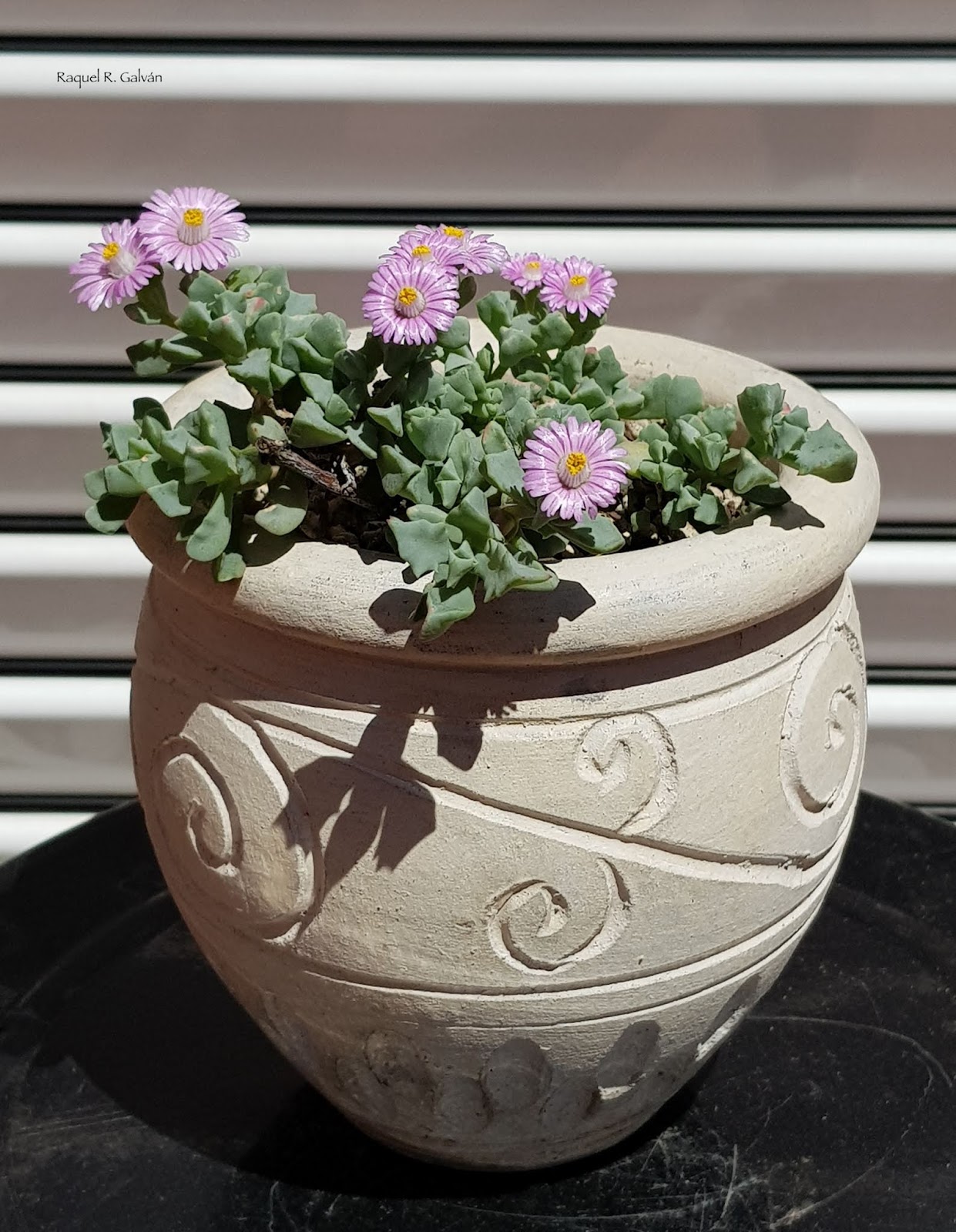 Oscularia%2Bdeltoides%2Bgeneral%2Bma%25CC%2581s%2Bflores.jpg