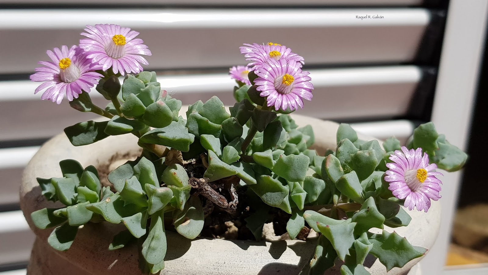 Oscularia%2Bdeltoides%2Bma%25CC%2581s%2Bflores.jpg
