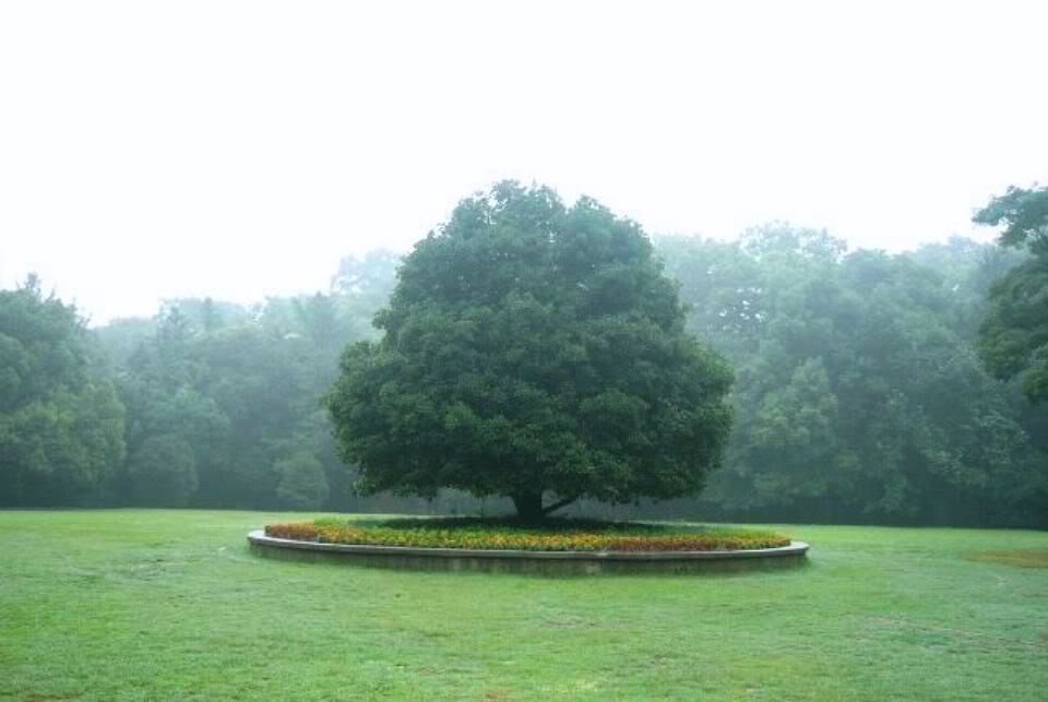 osmanthus.jpg