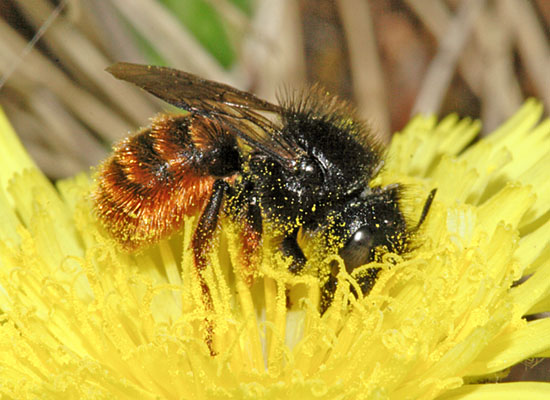 Osmia-bicolor.jpg