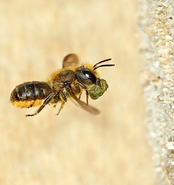 Osmia-leaiana-leaves.jpg