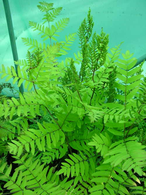 osmunda-regallislge.jpg