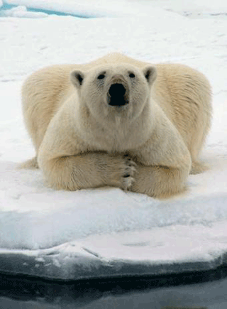 oso-polar2.gif