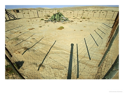 OSPAR-00000126-001~Welwitschia-1500-Years-Old-in-Wire-Cage-Namibia-Posteres.jpg