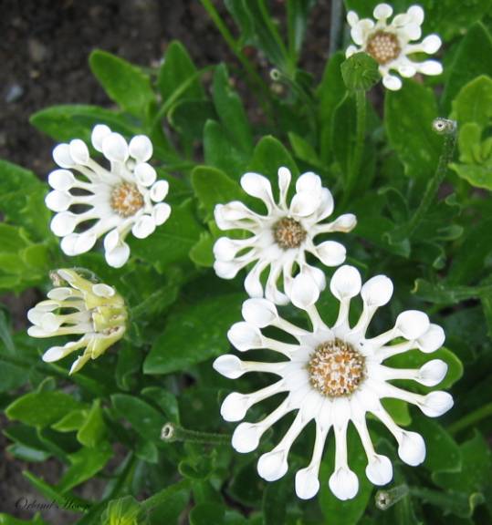 Osteospermum%203.jpg