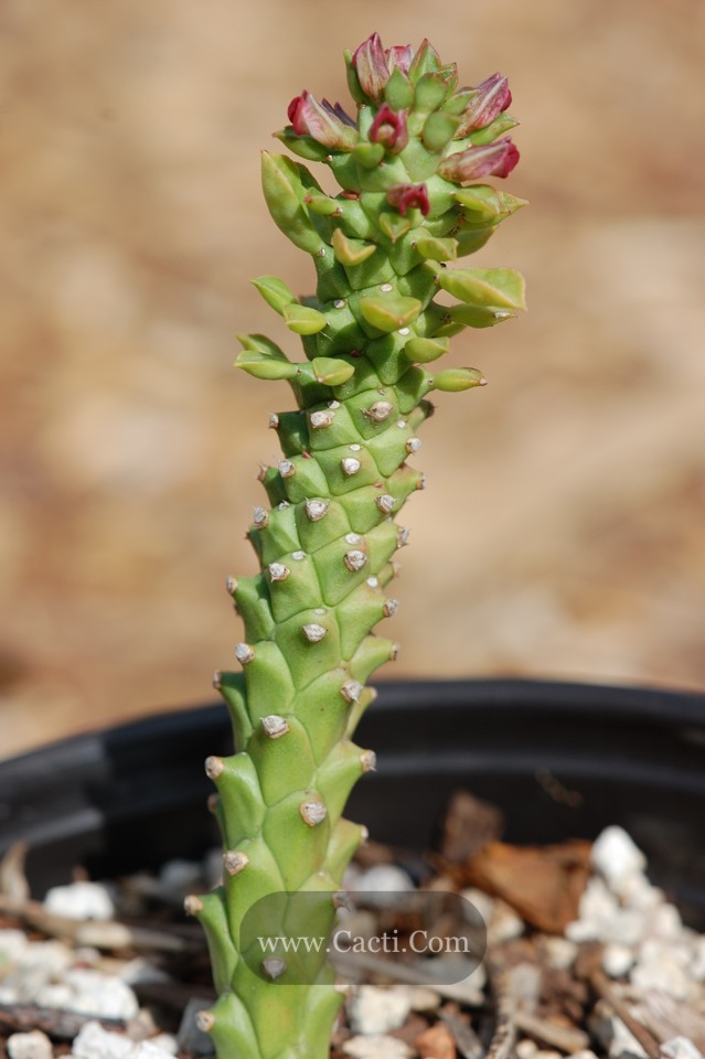 Other_Monadenium_guentherii.jpg