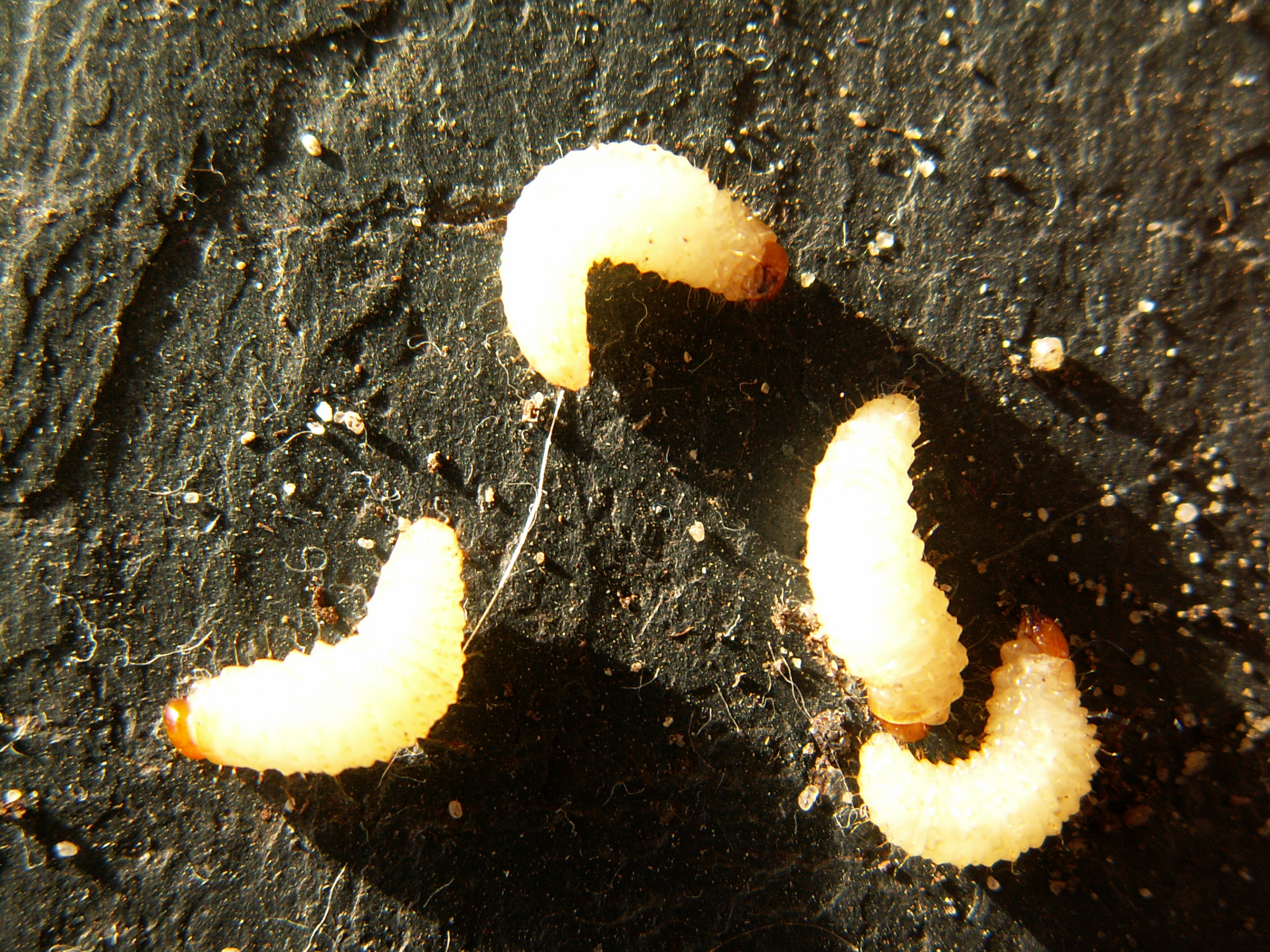Otiorhynchus_sulcatus_PICT3373.jpg