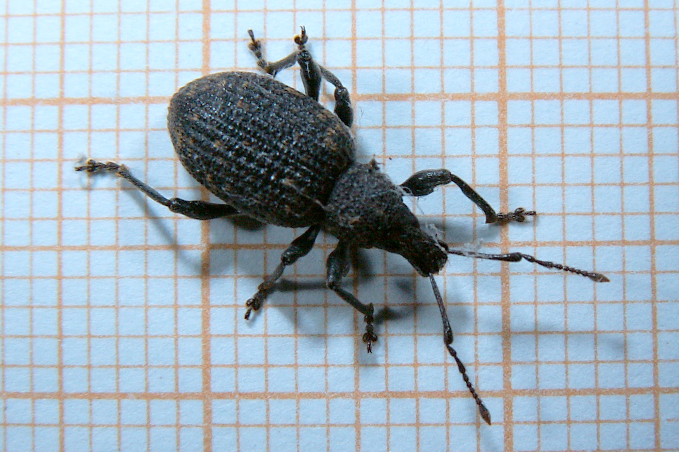 otiorhynchussulcatus23.jpg