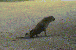 OTPf9Li.gif