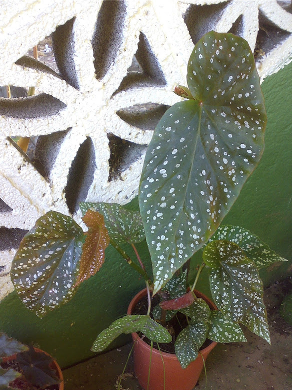 otra+begonia.jpg