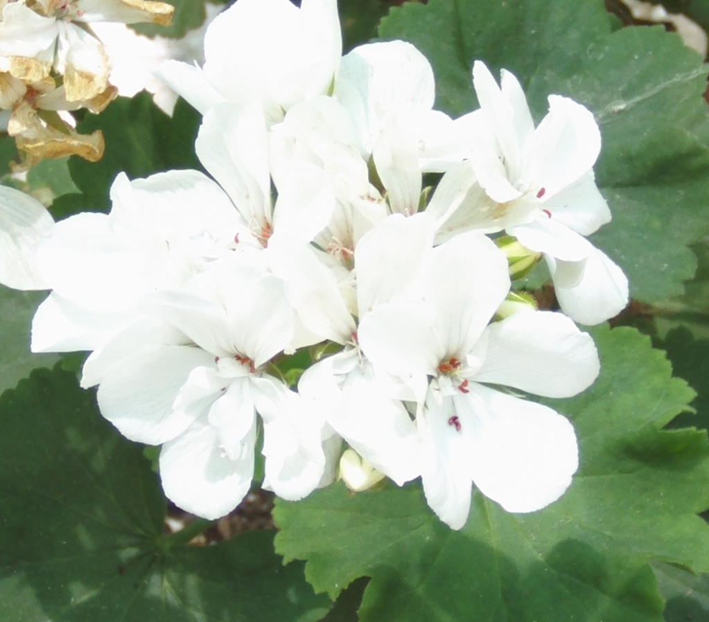 otropompongeranioblanco.jpg