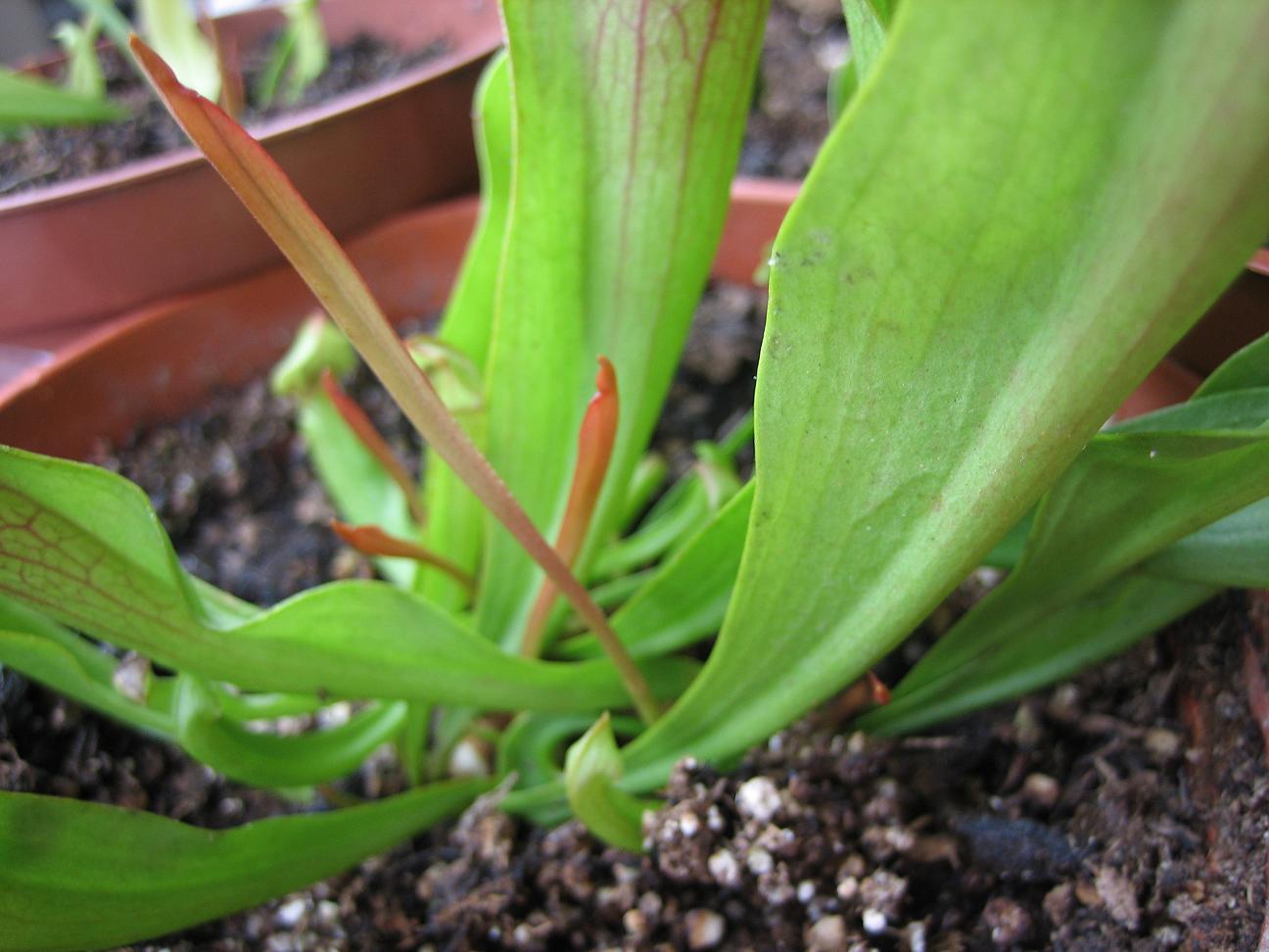 Otros%20brotes%20sarracenia%20Red..JPG